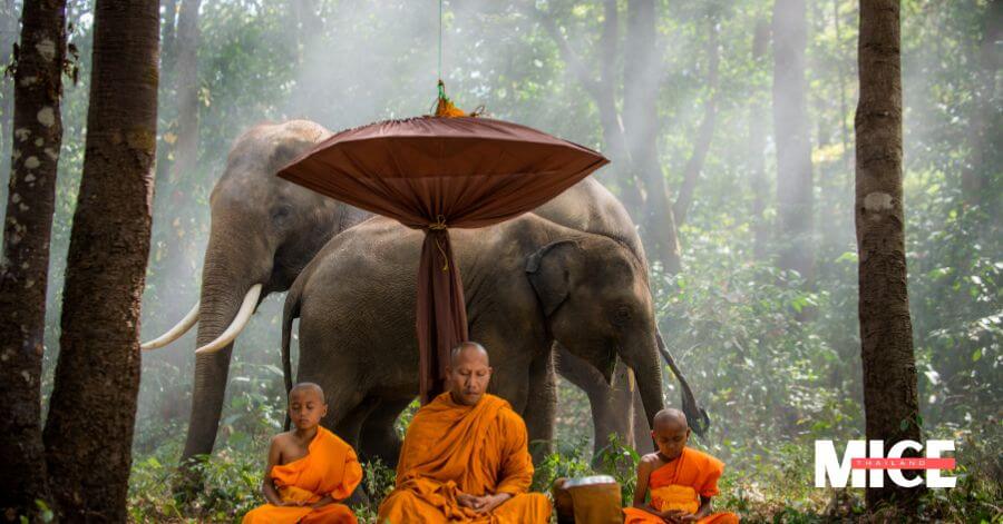 Wildlife Tours in Thailand